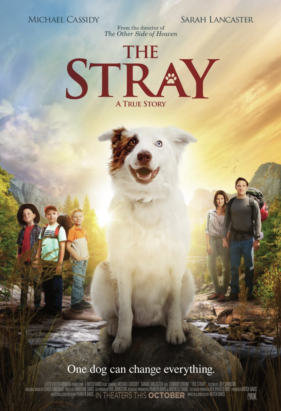 The Stray